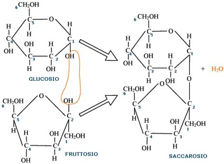 Struttura molecolare del saccarosio