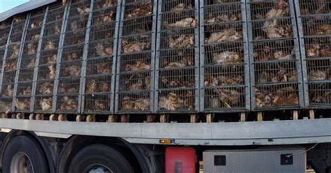Interno di un Nissan Cabstar per il trasporto animali