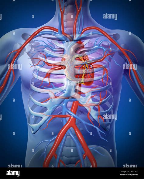 Diagramma del sistema cardiovascolare con enfasi sul cuore