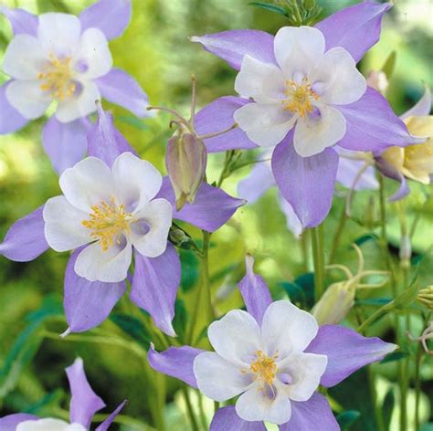 Varietà di Aquilegia con fiori di diverse forme e colori