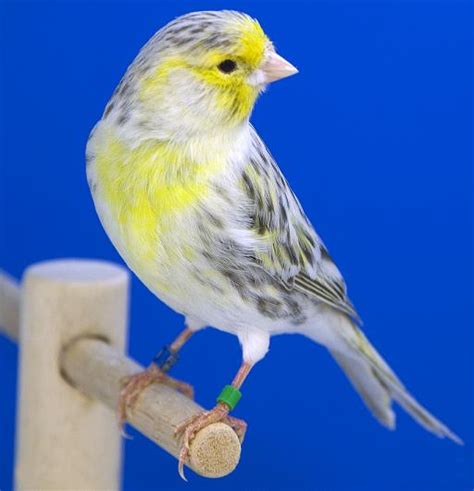 Canarino giallo mosaico