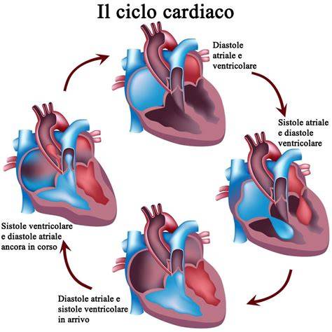 schema del ciclo cardiaco animato