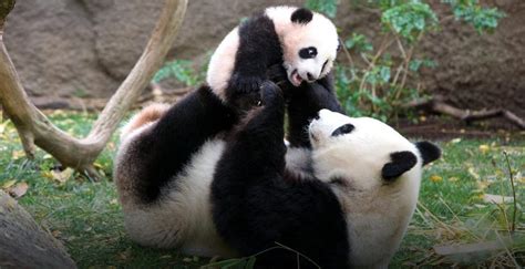 Panda gigante con cucciolo