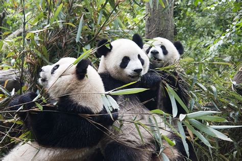 Mappa delle riserve naturali dei panda in Cina