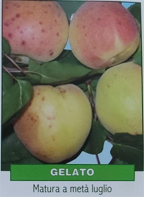 Pianta di Gelato 33 in fioritura