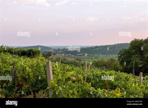 Colline con vigneti vicino a Jerez