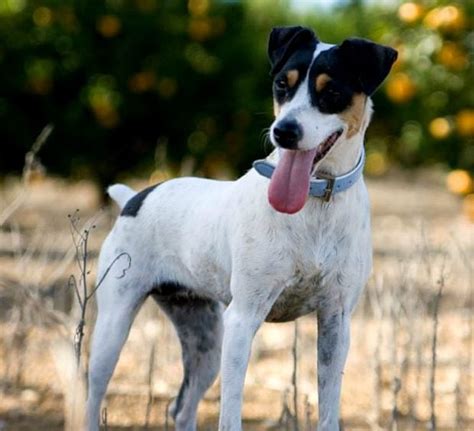 Un Perro Bodeguero all'interno di una cantina