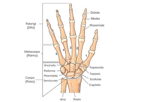 Struttura anatomica della mano