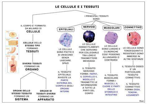 Diagramma che mostra la struttura a 3 strati del tessuto Powertex