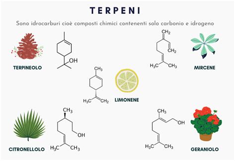 Diagramma che illustra i principali terpeni presenti nella Black Cherry Gelato e i loro aromi associati.