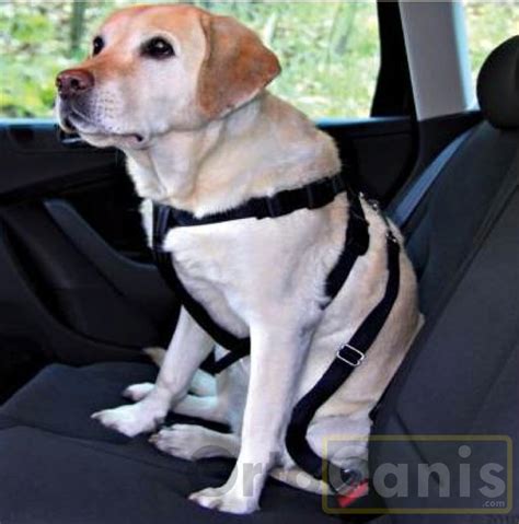 Cintura di sicurezza per cani agganciata alla pettorina