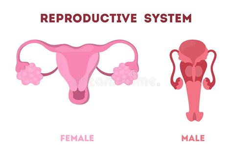 Illustrazione schematica del sistema riproduttivo femminile e maschile