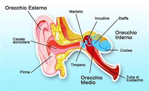 Diagramma dell'orecchio interno con le sue componenti per l'equilibrio
