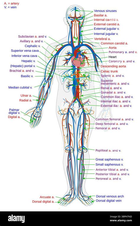 Illustrazione del Corridoio Suva-Nausori, evidenziando le principali arterie stradali e le città