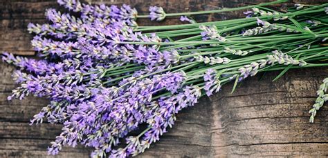 Pianta di cannabis con fiori di lavanda