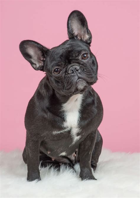 Un Bulldog Francese con le sue tipiche orecchie a pipistrello