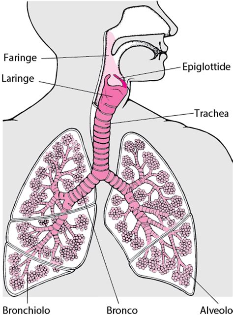 Schema anatomico che illustra le vie aeree di un cane brachicefalo