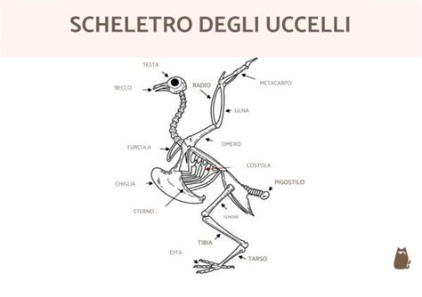 Scheletro di uccello