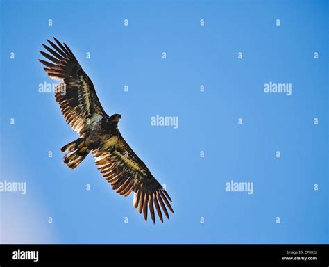 Aquila reale in volo