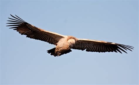 Avvoltoio in volo