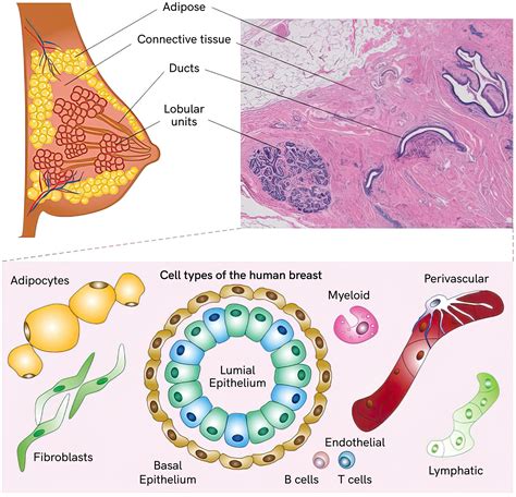 Diagram showing the different parts of the breast: lobules, ducts, nipple, areola, fatty tissue, connective tissue.