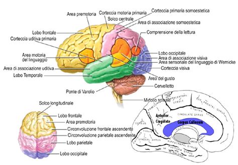 Diagramma del cervello umano con evidenziata l'amigdala cerebrale
