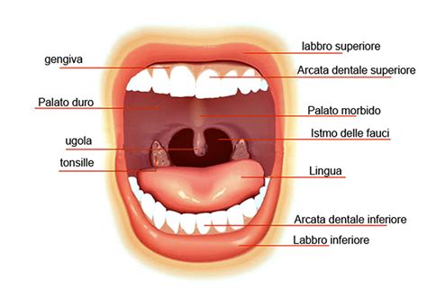 Anatomia della gola con evidenziate le tonsille palatine