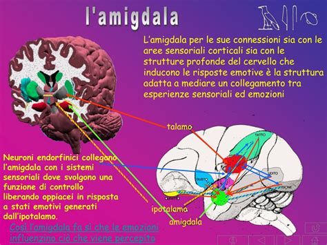 Grafico che mostra l'attività dell'amigdala in risposta a stimoli emotivi