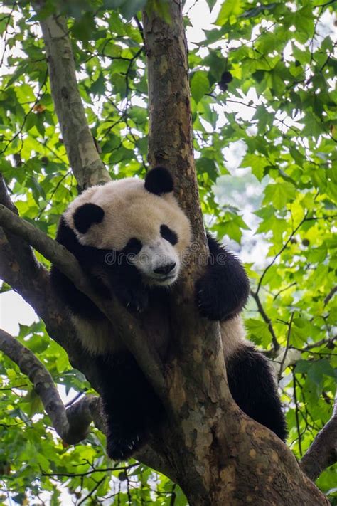 Panda gigante che dorme su un albero