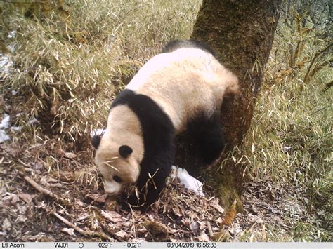 Panda gigante che strofina le ghiandole odorifere su un albero