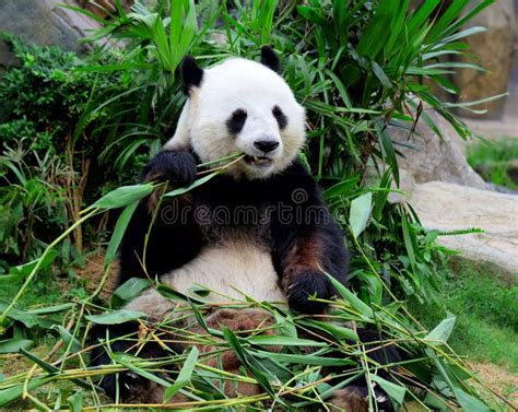 Panda gigante che mangia germogli di bambù
