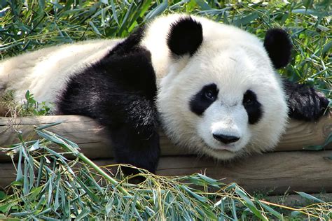 Panda gigante in un'area protetta