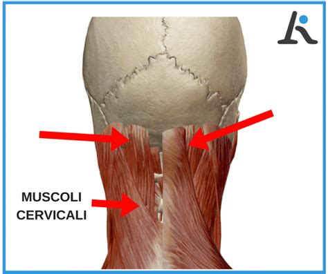 anatomia muscoli cervicali e zona della nuca