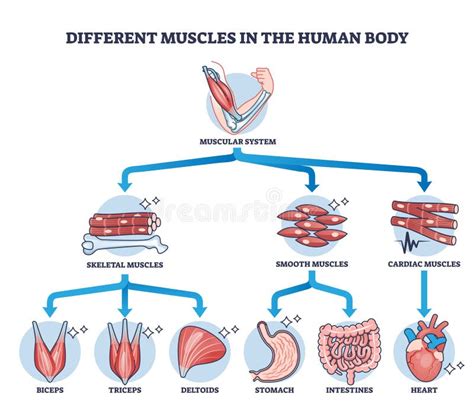 Diagramma schematico del sistema di trazione Haldex