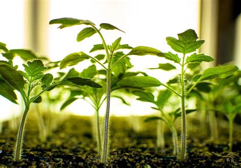 Piantine di pomodoro Montfavet in fase di germinazione