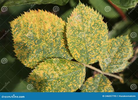Macchie causate dalla peronospora sulle foglie di rosa