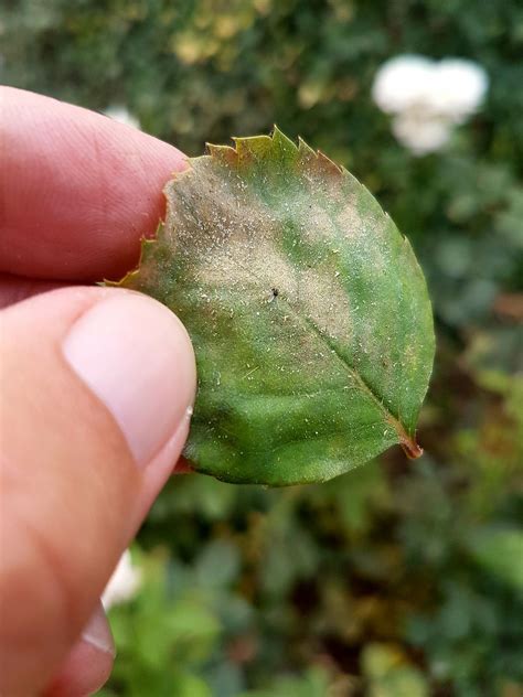 Foglie di rosa danneggiate dal ragnetto rosso