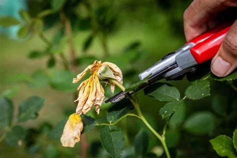 Tecnica di deadheading per le rose