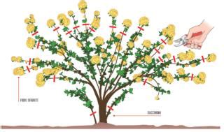 Corretta potatura dei fiori appassiti