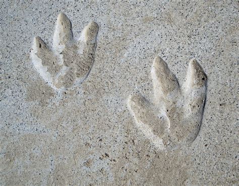 Impronte fossili attribuite a coccodrilli bipedi