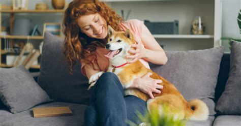 cane che evita le carezze