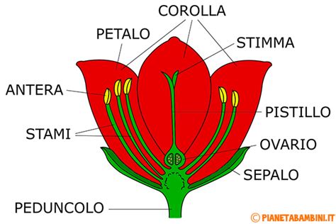 Diagramma di un fiore con le sue parti