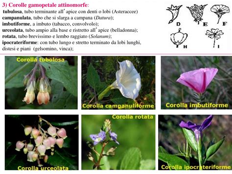 Illustrazione comparativa di corolle actinomorfe e zigomorfe