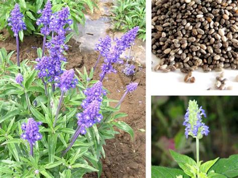 Pianta di Salvia hispanica con semi di chia
