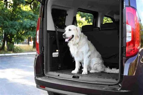 Cane in sicurezza nel bagagliaio di una Citroën Berlingo