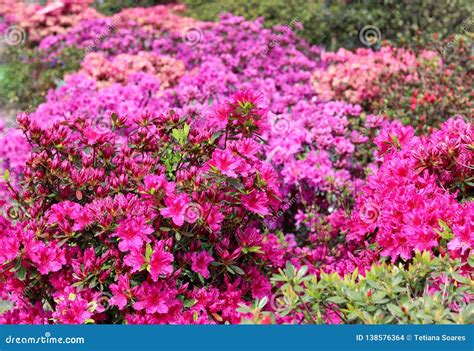Fiori di rododendro rosa e bianchi in piena fioritura