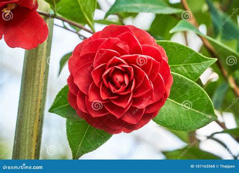 Primo piano di un fiore di Camelia Japonica rosso intenso