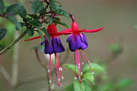 Varietà di fiori di Fuchsia con colori contrastanti