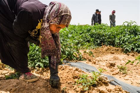 Donne che lavorano in un campo