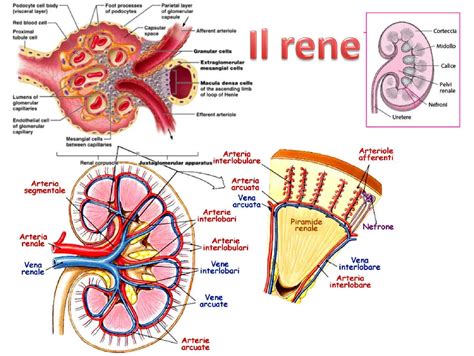 Rappresentazione schematica di un rene ipoplasico e un rene normale